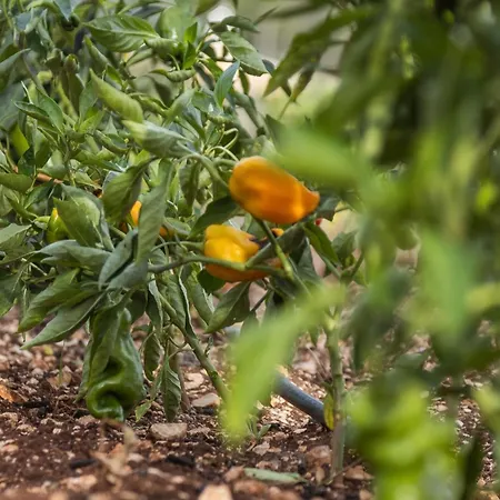 Masseria Valentina 4*