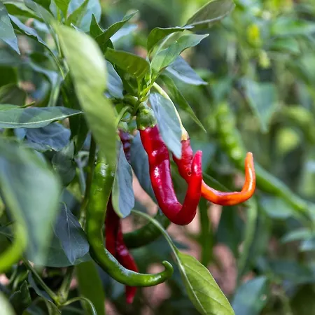 Masseria Valentina Ostuni