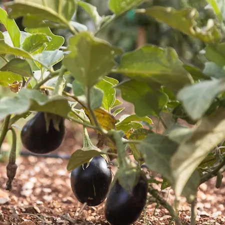 Masseria Valentina Otel