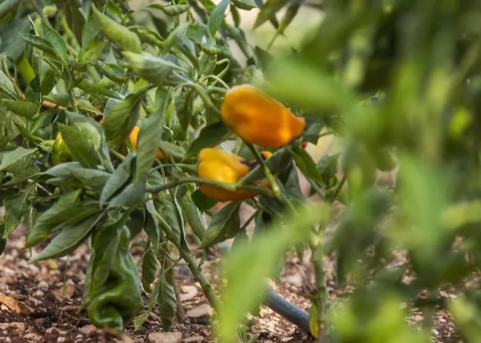 Masseria Valentina 4*